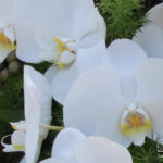 Rouwstuk-Nr13-witte-phalaenopsis3